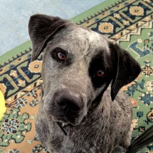 No photo for Zeus *On Trial With My New Family*