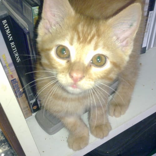 Jeffrey
