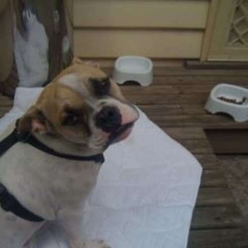 Chad *Adoption Pending*