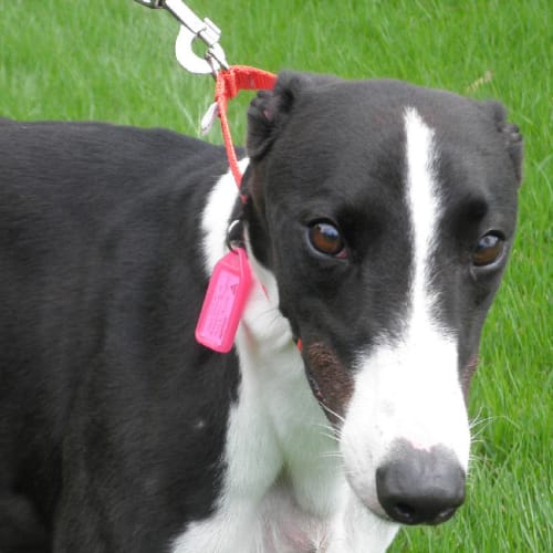 Max - Checking Out My New Home