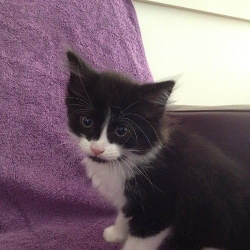 Oreo