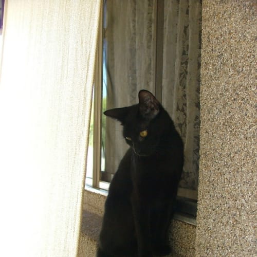No photo for Mia Meow