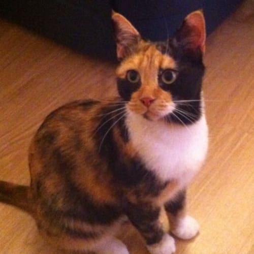 No photo for Talullah   In Foster In Burwood!