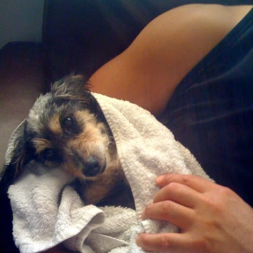 Howard *Adoption Pending*