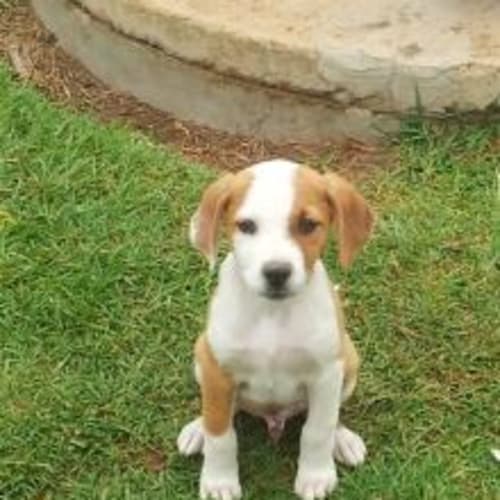 Rover Adopted
