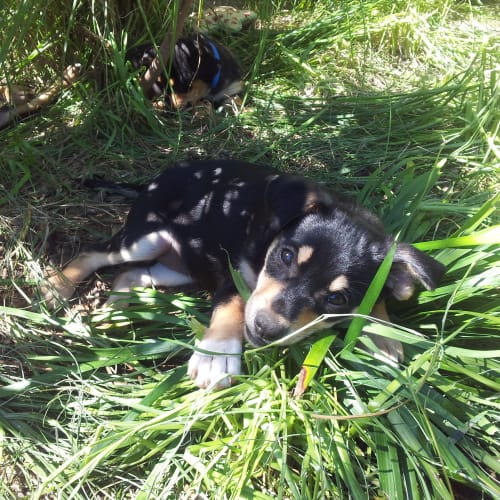 River Adoption Pending