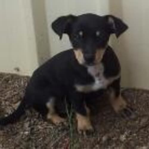 Bidgee Adoption Pending