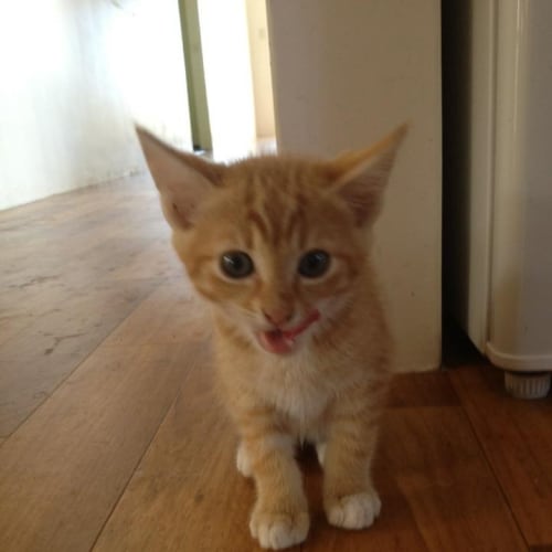 No photo for Ginger Kitten