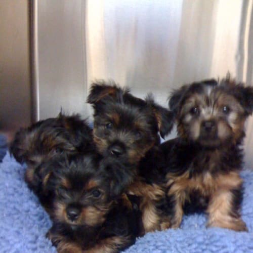 Matilda **1 X Female Left**