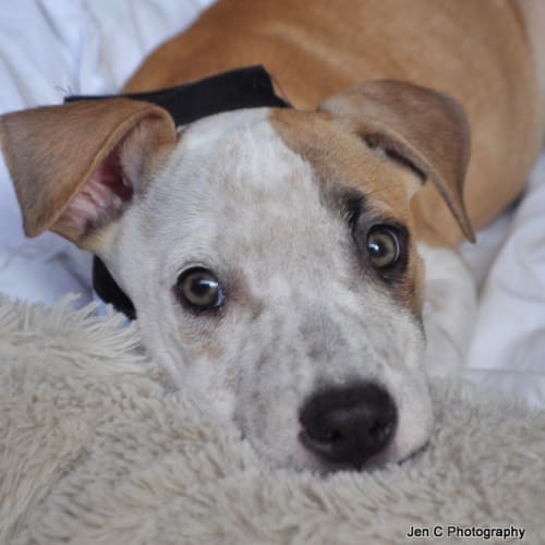 Jake - The Loyal Puppy!