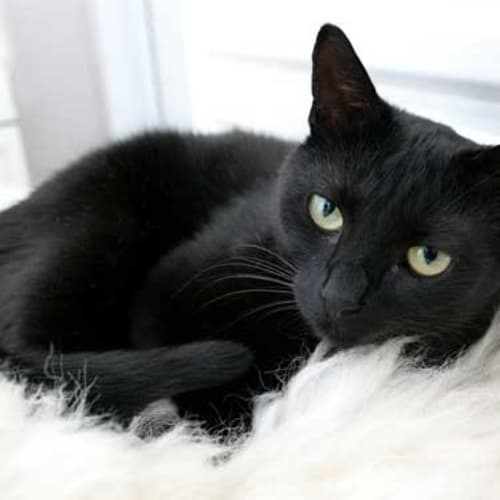 Alexander *Adoption Pending*