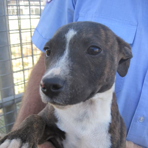 Staffie X Puppy