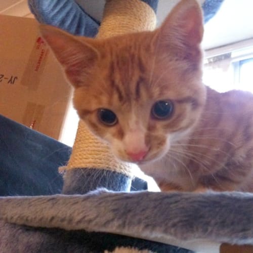 Ninjah! - On Trial in His New Home!