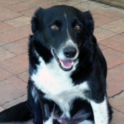 No photo for Millie *Adoptions Pending*