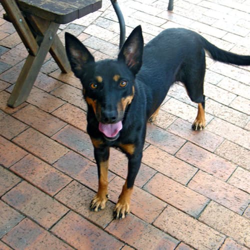 No photo for Pip *On Trial Adoption*