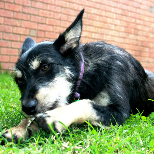 Daisy -Daisy Is at Her New Home....