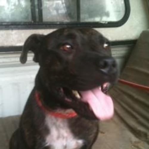 No photo for Samson *Dog Of The Month*