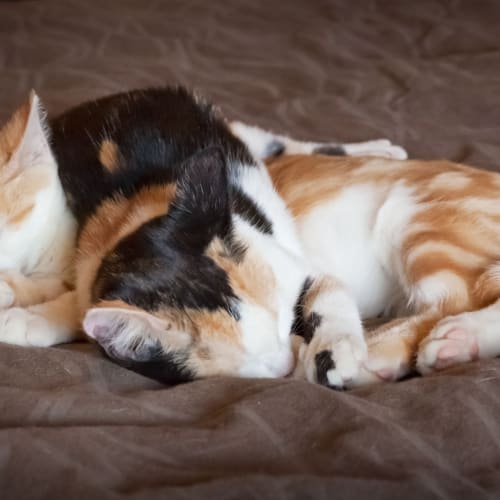Lolly and Smooch