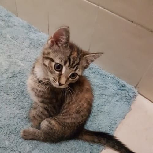 Esther 
