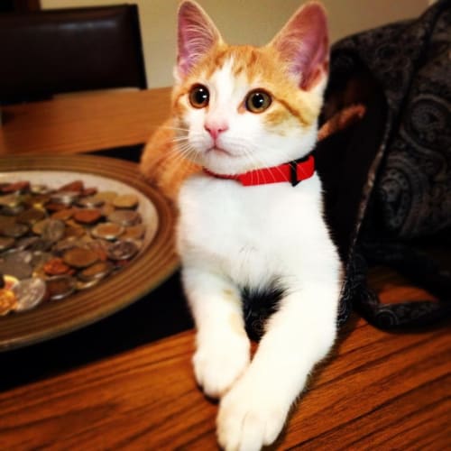 Tosca = Adoption Pending
