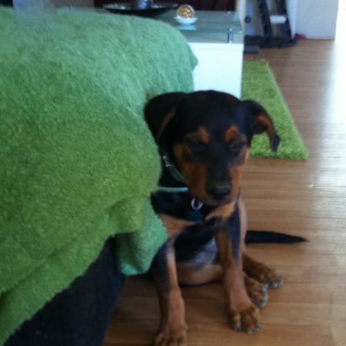 No photo for **On Trial In My New Home** Bonnie