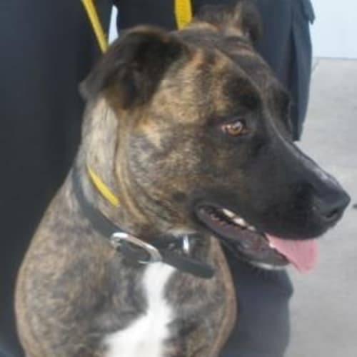 No photo for Lovely Leggy Staffy  Foster Deadline