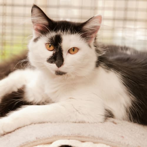 No photo for Cleo Id5754