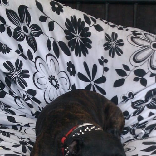 No photo for **Adopted** Belle