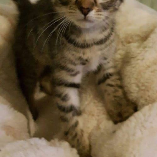 Monty 