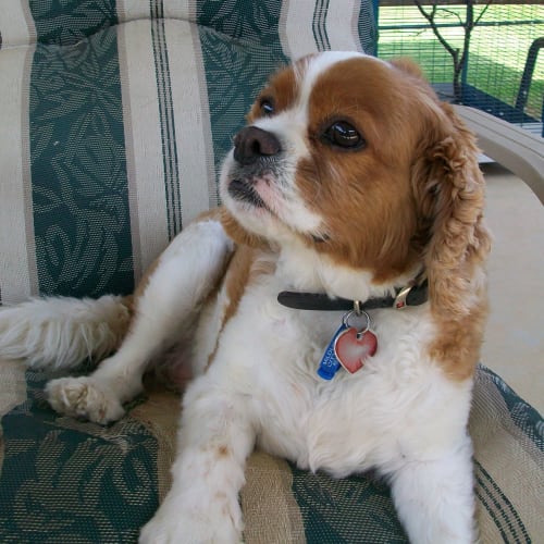 Toby *On Trial in His New Home*