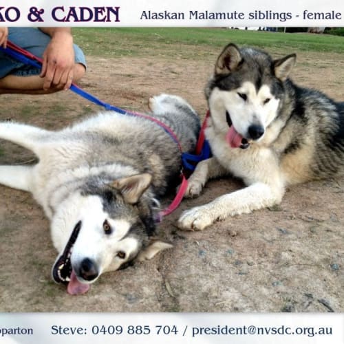 No photo for Yukiko (To Be Rehomed With Caden)