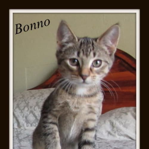 No photo for Bonno