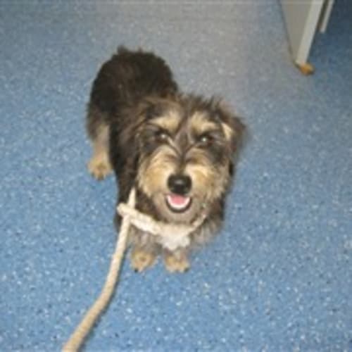No photo for Terrier Girl Must Be Out Of Pound Monday