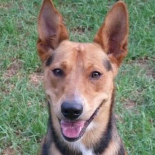 No photo for Tigger   Never Stops Smiling...A Really Great Dog