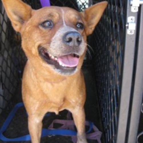 No photo for Urgent Foster By Friday Deadline
