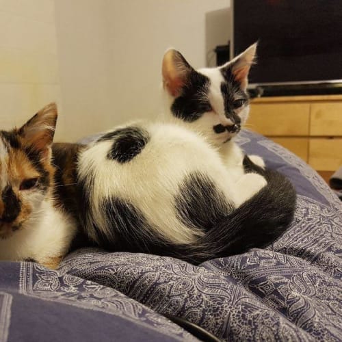 Peppermint Pat **2nd Chance Cat Rescue**