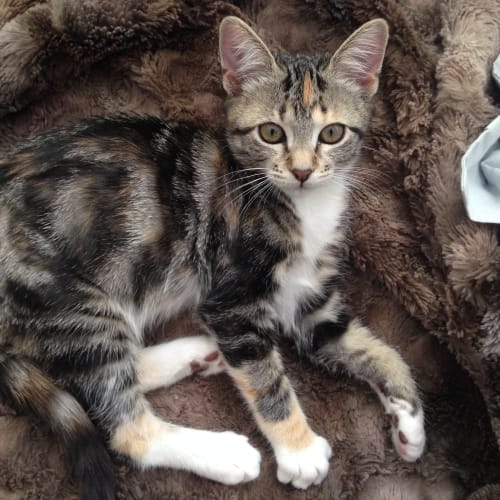 Samara