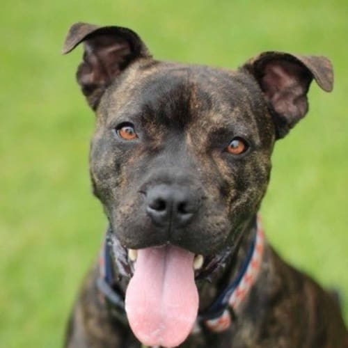Zoey **Adopted**