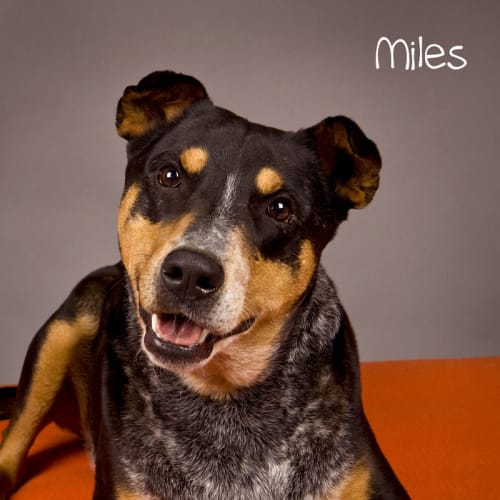 Miles - Brilliant Dog! Obedient & Calm