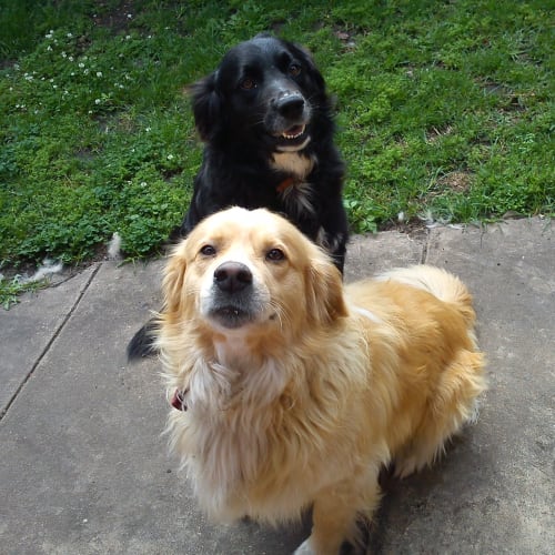 No photo for Blackie & Goldie   We're On Trial In Our New Home
