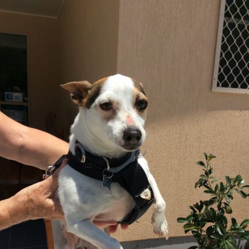 Boo - assisting rehoming