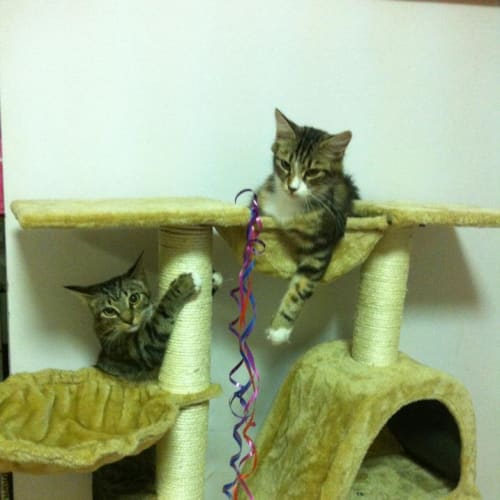 No photo for Fluffy & Opal