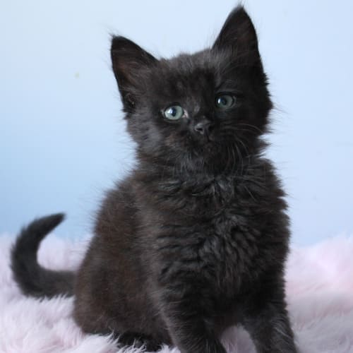 Sumo (Adoption Pending)