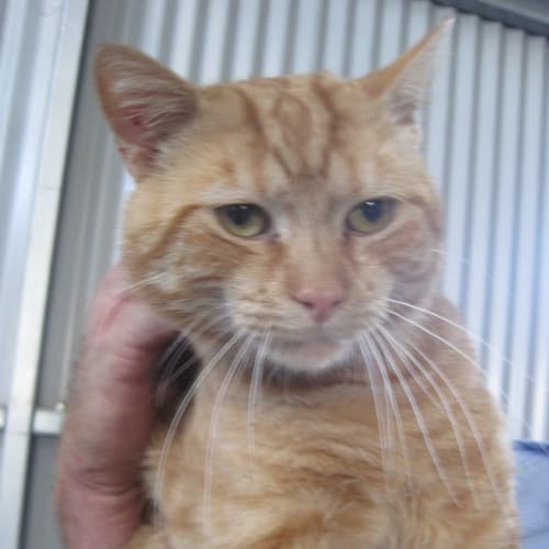 Ginger Tabby Adult Male