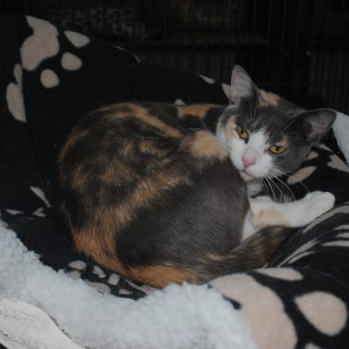 No photo for Miss Maisy
