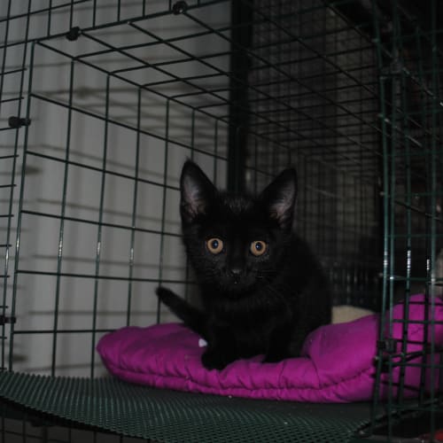 No photo for Blackie