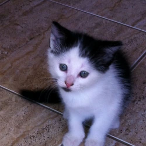 No photo for Unnamed 5 Fluffy