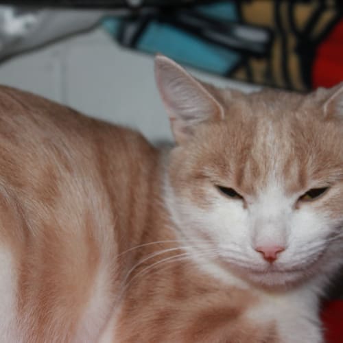 Meggsie