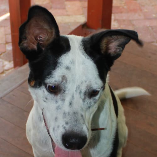 No photo for ** On Trial W New Family ** Jessie   8 Months Old