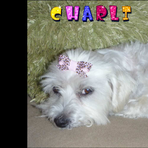 Charli (On Trial)
